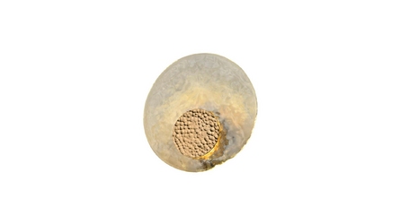 Настенный светильник Aployt Eugenia APL.336.11.07